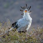 Sekretär. Samburu NP, Kenia