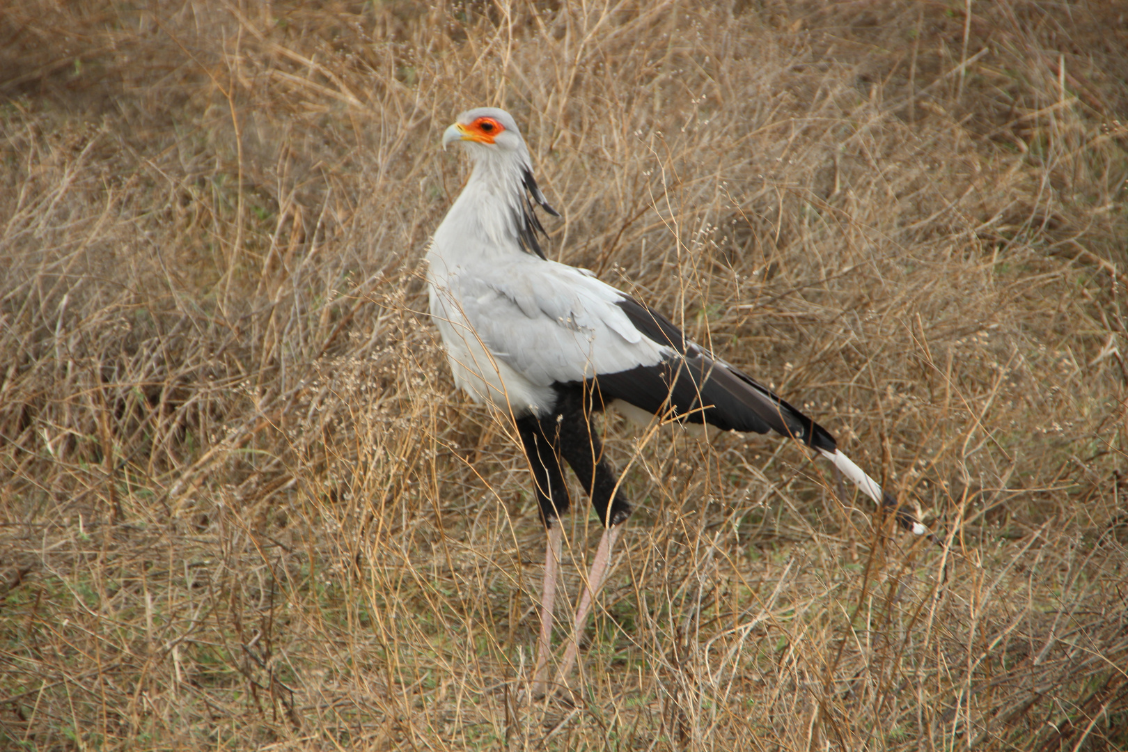 Sekretär  -  Secretary bird