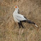 Sekretär  -  Secretary bird