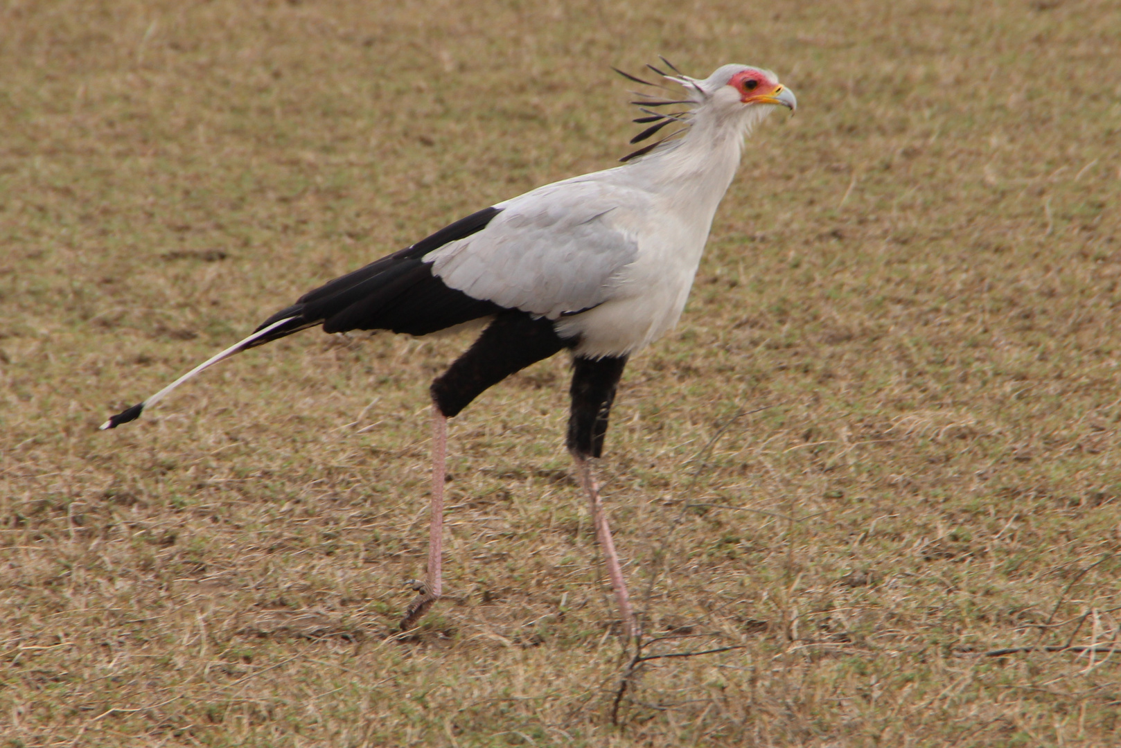 Sekretär  -  Secretary bird