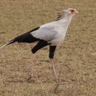 Sekretär  -  Secretary bird