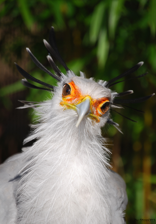 Sekretär / Secretarybird