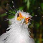 Sekretär / Secretarybird