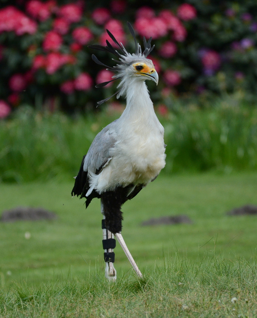 Sekretär Socke