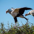 Sekretär (Vogel) - Ready for Takeoff