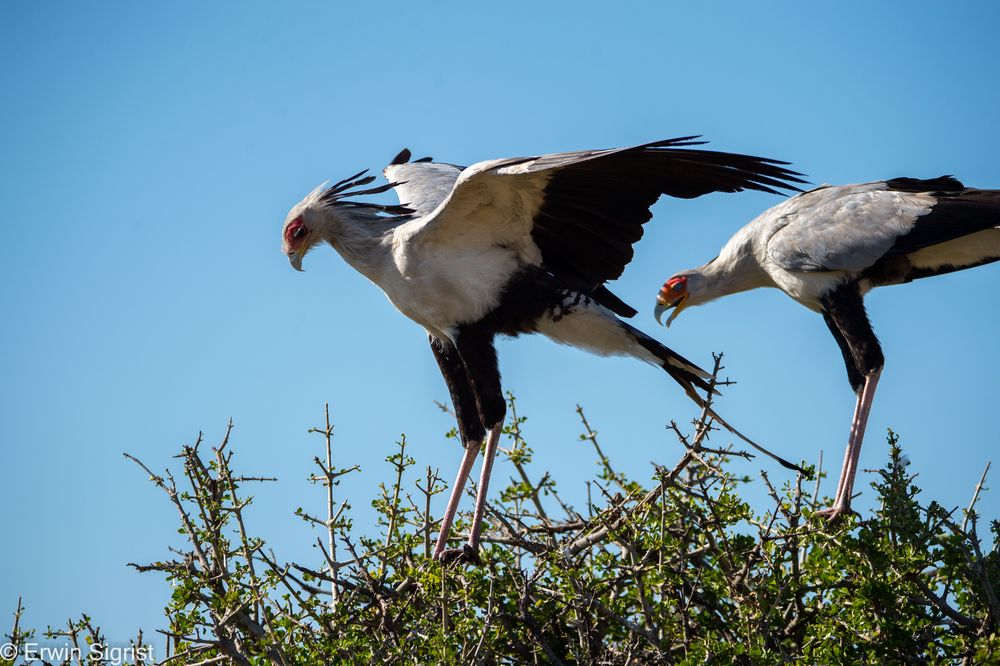 Sekretär (Vogel) - Ready for Takeoff