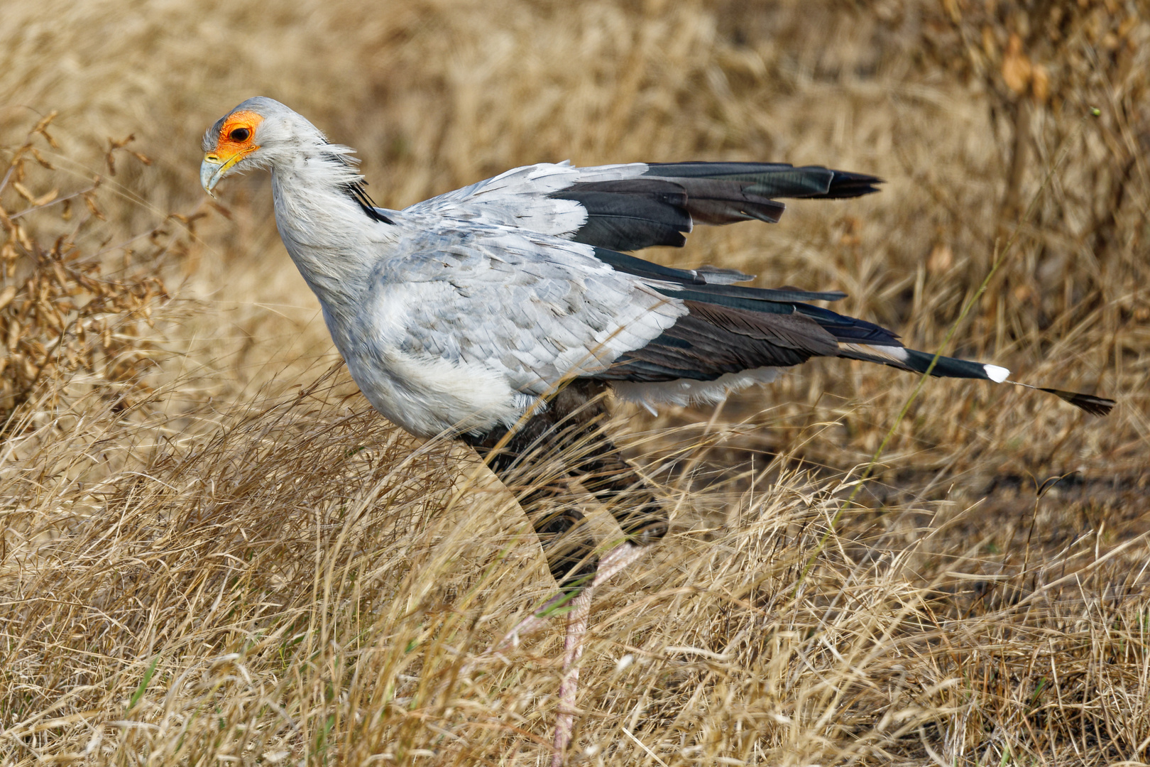 Sekretär_1 Foto & Bild africa, southern africa, south africa Bilder