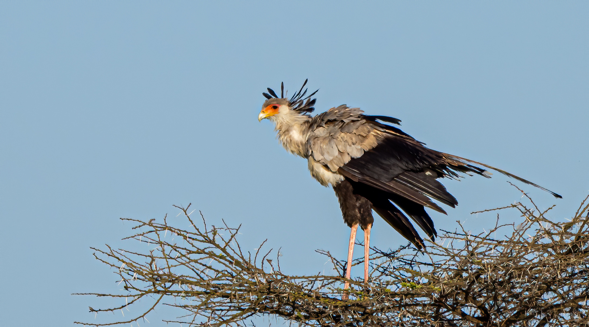 Sekretäre können fliegen!