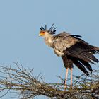 Sekretäre können fliegen!