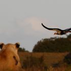 Sekretärsvogel vor einer Löwin