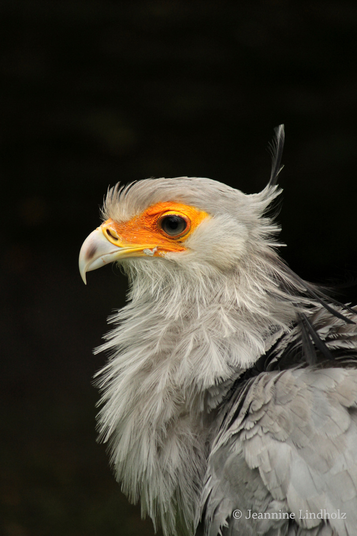 Sekretärvogel