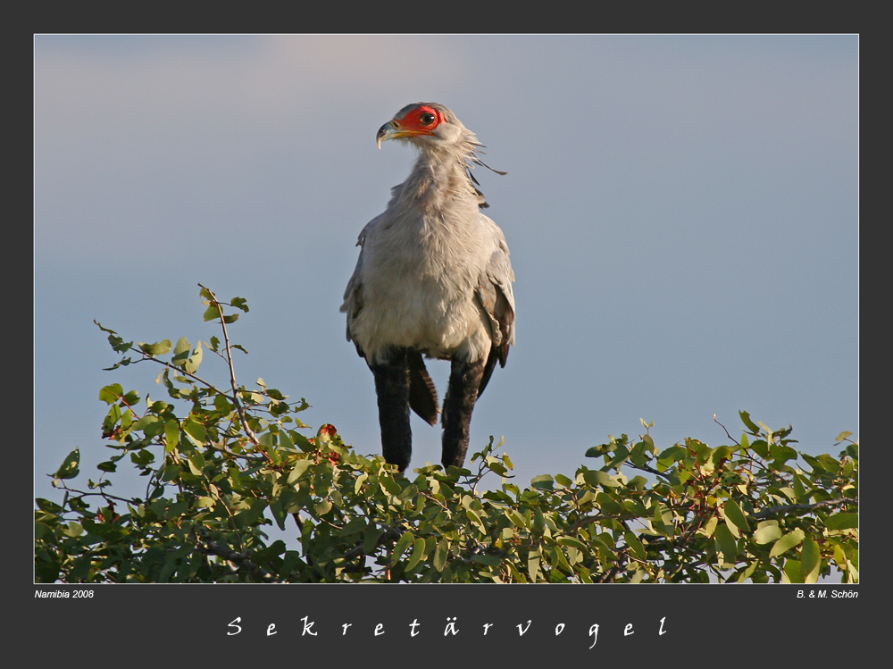 Sekretärvogel