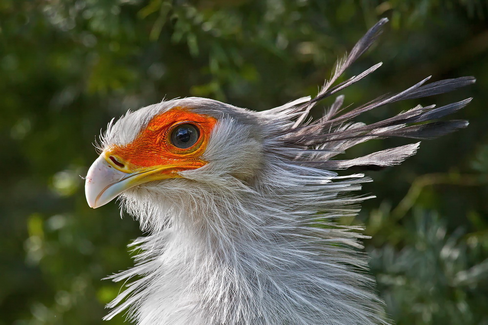 Sekretär(Weltvogelpark Walsrode)