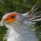 Sekretär(Weltvogelpark Walsrode)