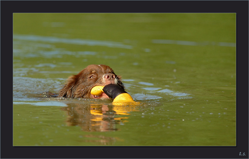 Sektion Hunde oder Fische?