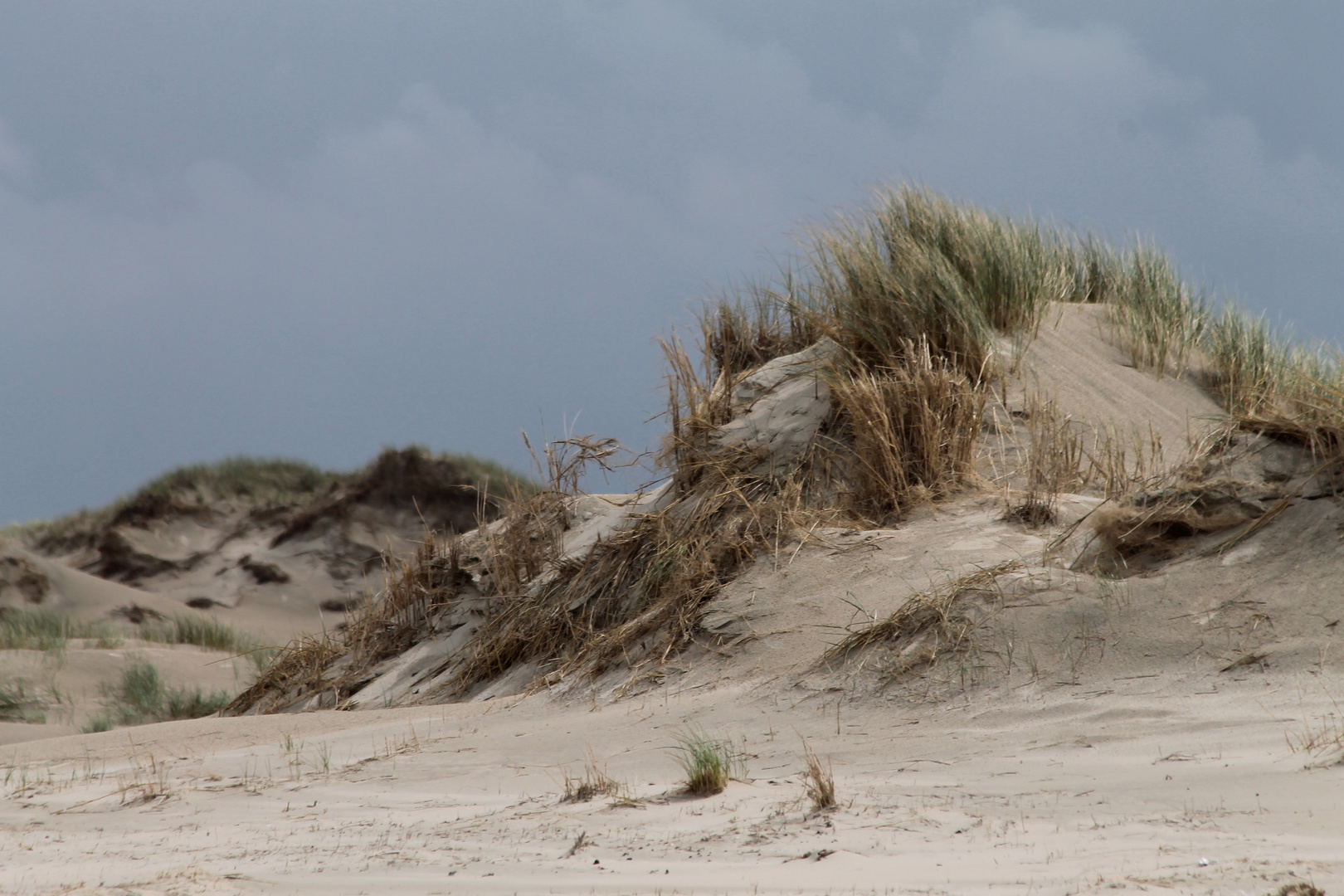 Sekundärdünen mit Strandhafer auf Norderney 