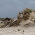Sekundärdünen mit Strandhafer auf Norderney 