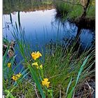 Sekundärnatur