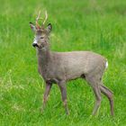 Sekundenschlaf in der Frühlingsonne