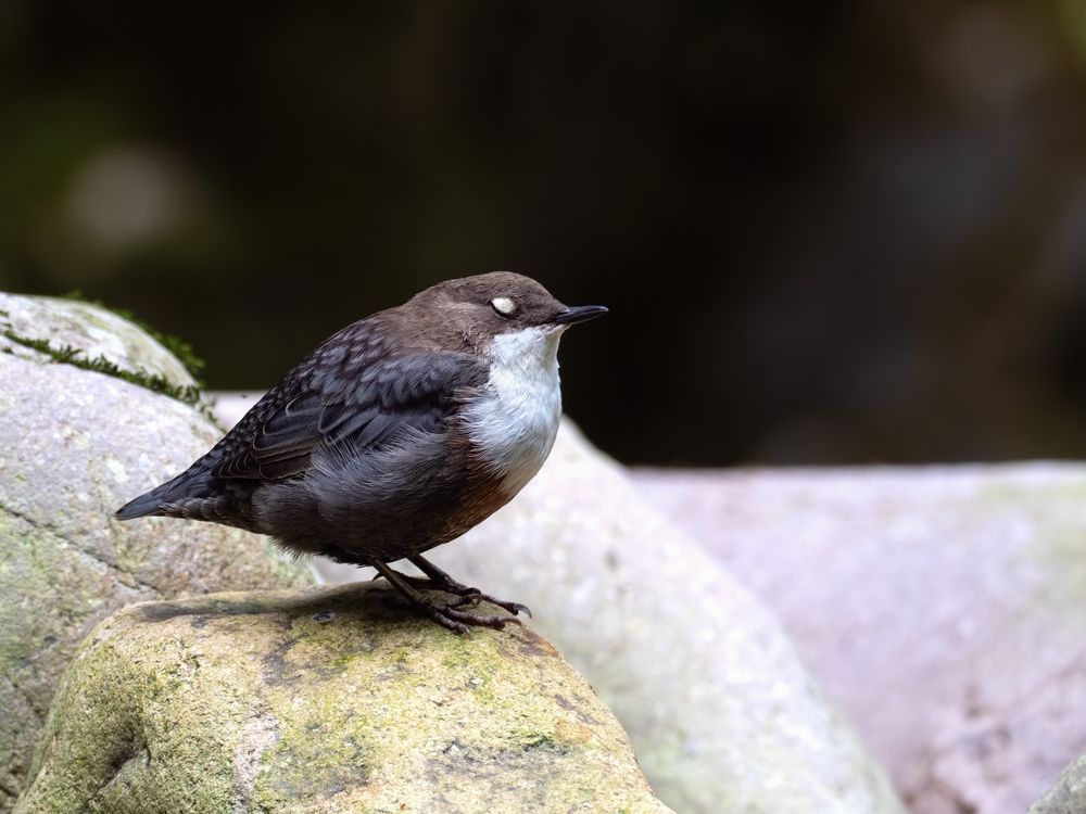 Sekundenschlaf   -   Wasseramsel