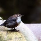 Sekundenschlaf   -   Wasseramsel