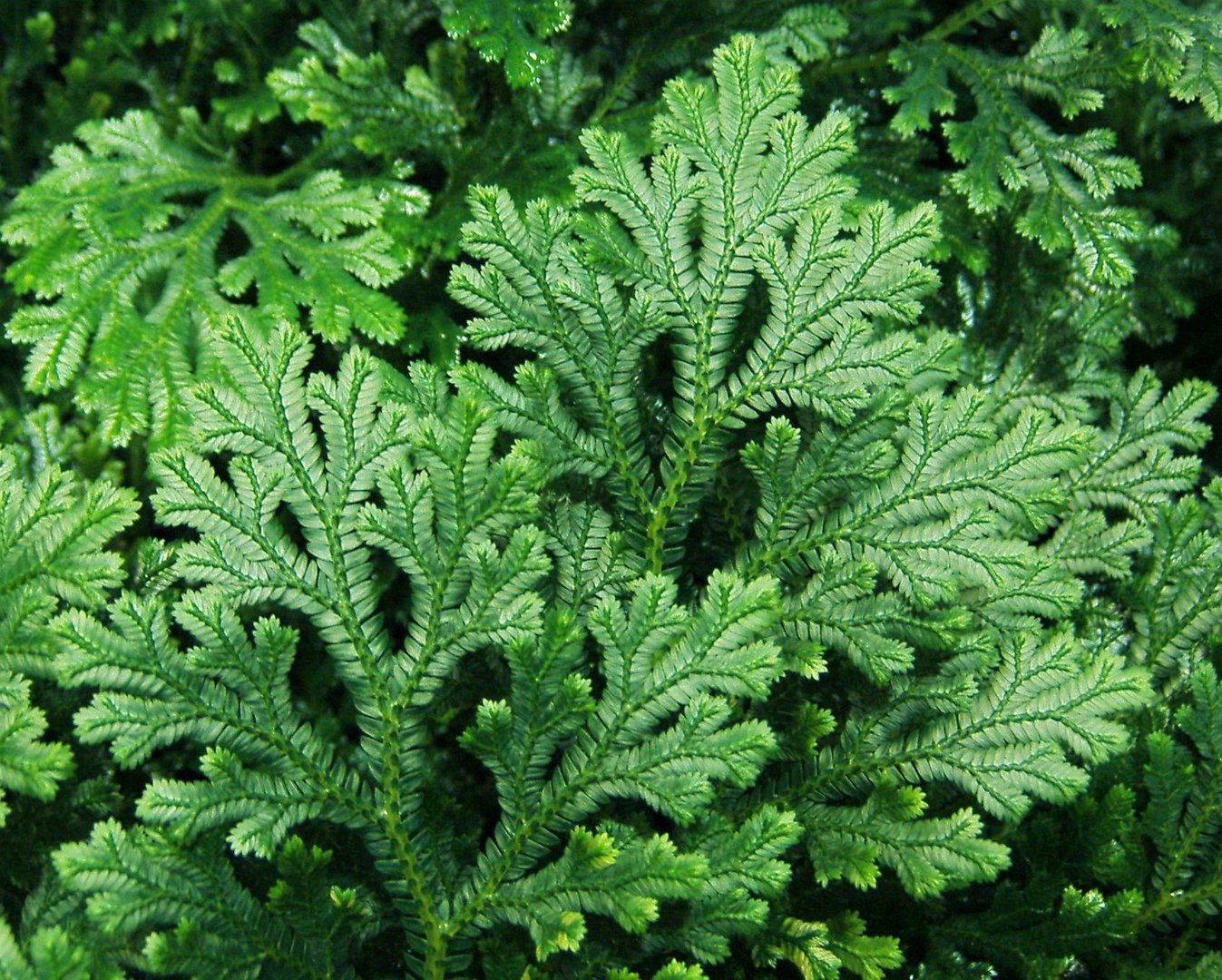 Selaginella