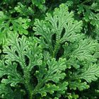 Selaginella