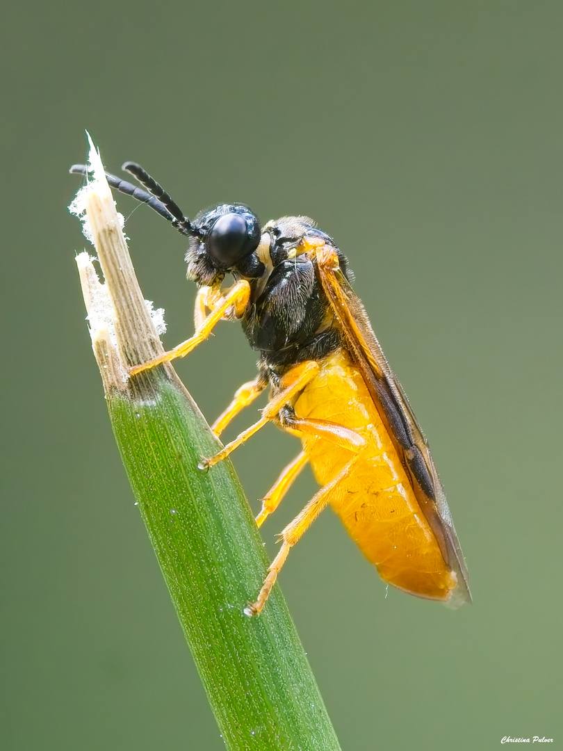 Selandria melanosterna