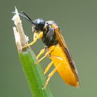 Selandria melanosterna