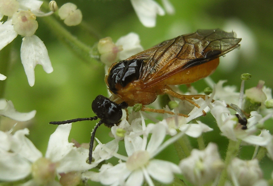 Selandria serva