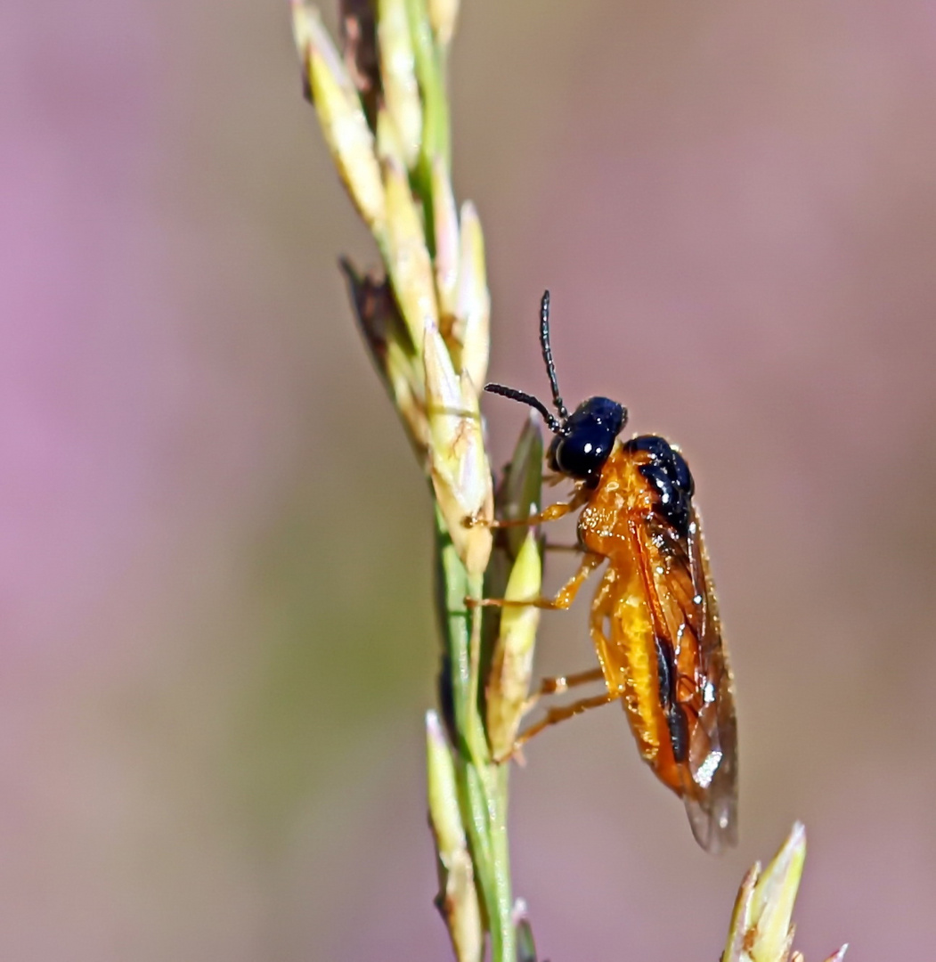 Selandria serva