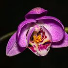selbe Orchidee wie Bild 2....
