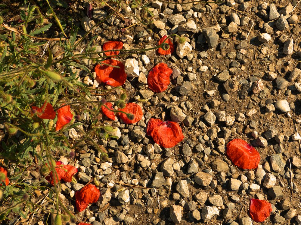 Selbst abgeblüht noch eine Augenweide - die Mohnblume am Wegesrand.