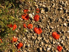 Selbst abgeblüht noch eine Augenweide - die Mohnblume am Wegesrand.