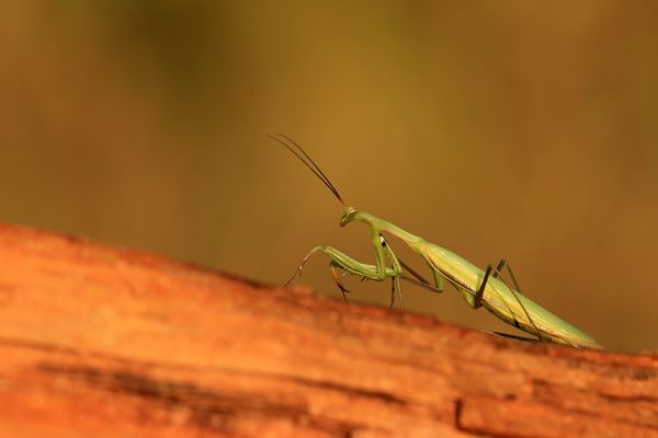 Selbst bei 16 Grad betet sie noch