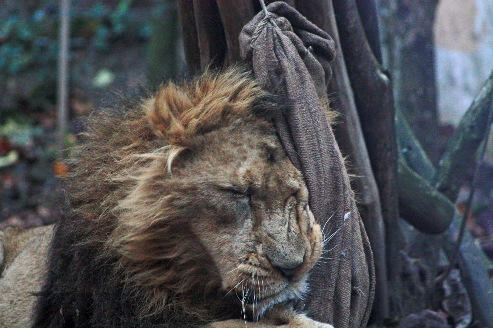 Selbst der König unter den Tieren mag Kuscheln (ab und zu)