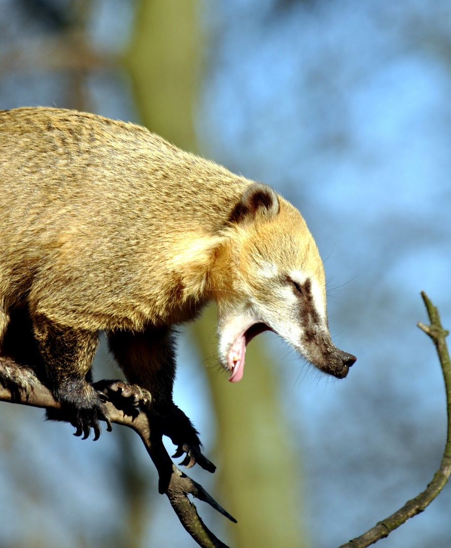 Selbst der Nasenbär findet das Wetter zum K..............