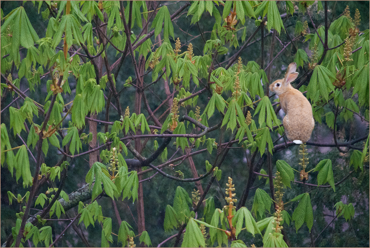 selbst der Osterhase