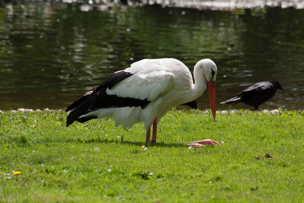 Selbst der Storch im Zoo Karlsruhe macht Pause ........