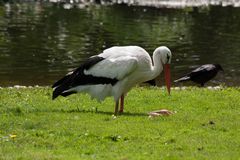 Selbst der Storch im Zoo Karlsruhe macht Pause ........