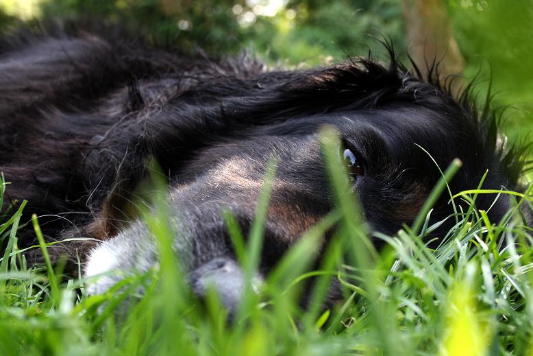 Selbst die coolsten Wachhunde brauchen bei diesem Wetter mal ne Pause.