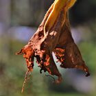 Selbst die größten und schönsten Blüten haben ein Ende