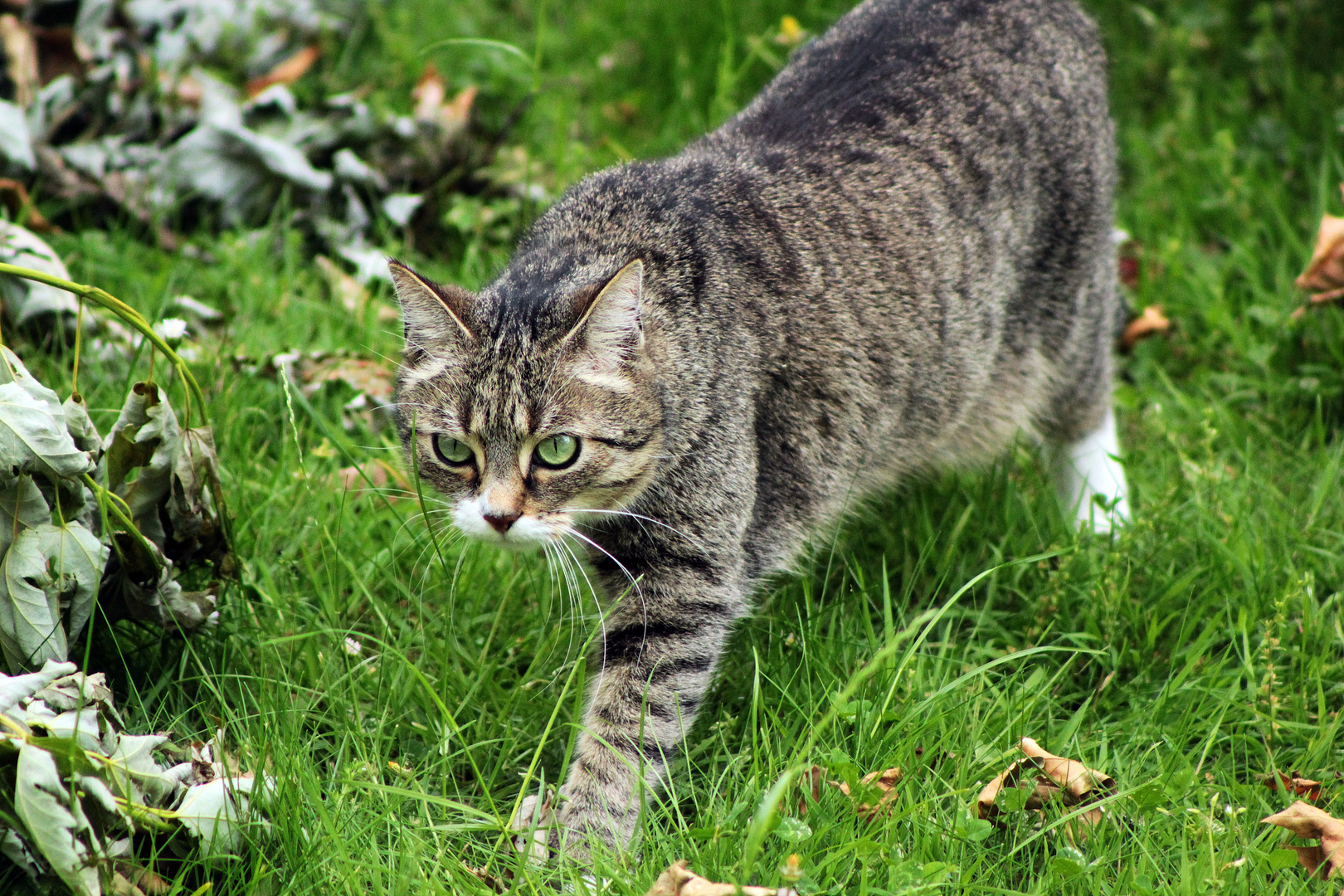 Selbst die kleinste Katze ist schon ein Meisterwerk.