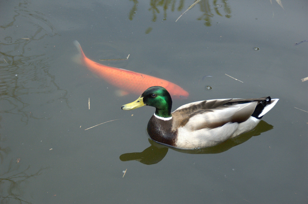 Selbst die Kois ärgerten die Enten