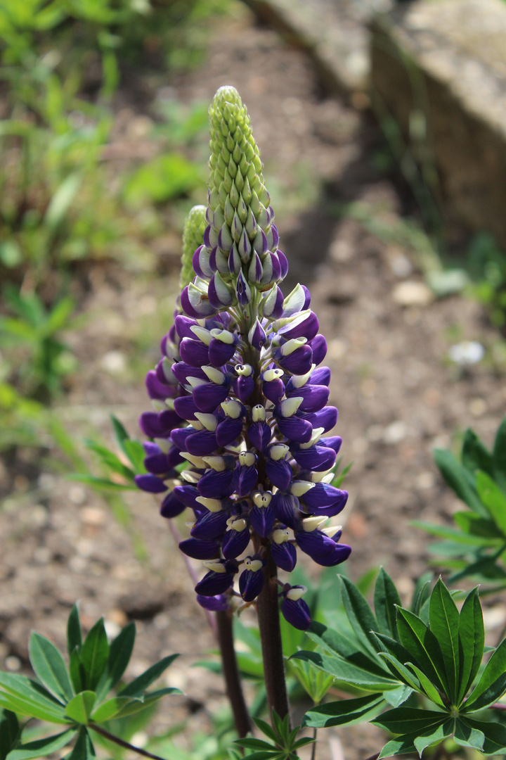 selbst die Lupine im Vorgarten hat sich der Farbe angepasst