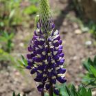 selbst die Lupine im Vorgarten hat sich der Farbe angepasst