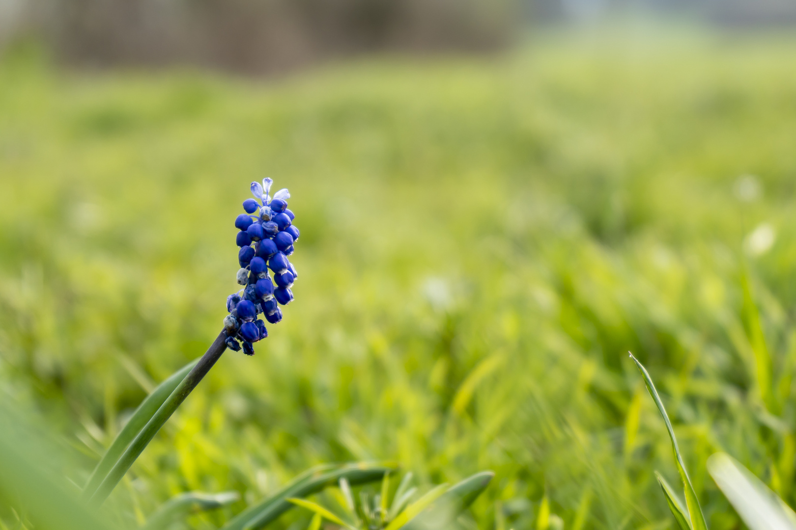 Selbst die Natur macht blau