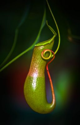 selbst die Pflanzen sind nicht vegan!