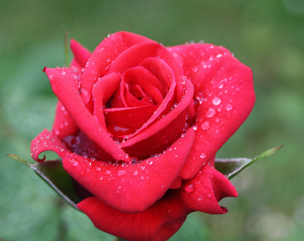 selbst die Rosen heulen, bei diesem Wetter