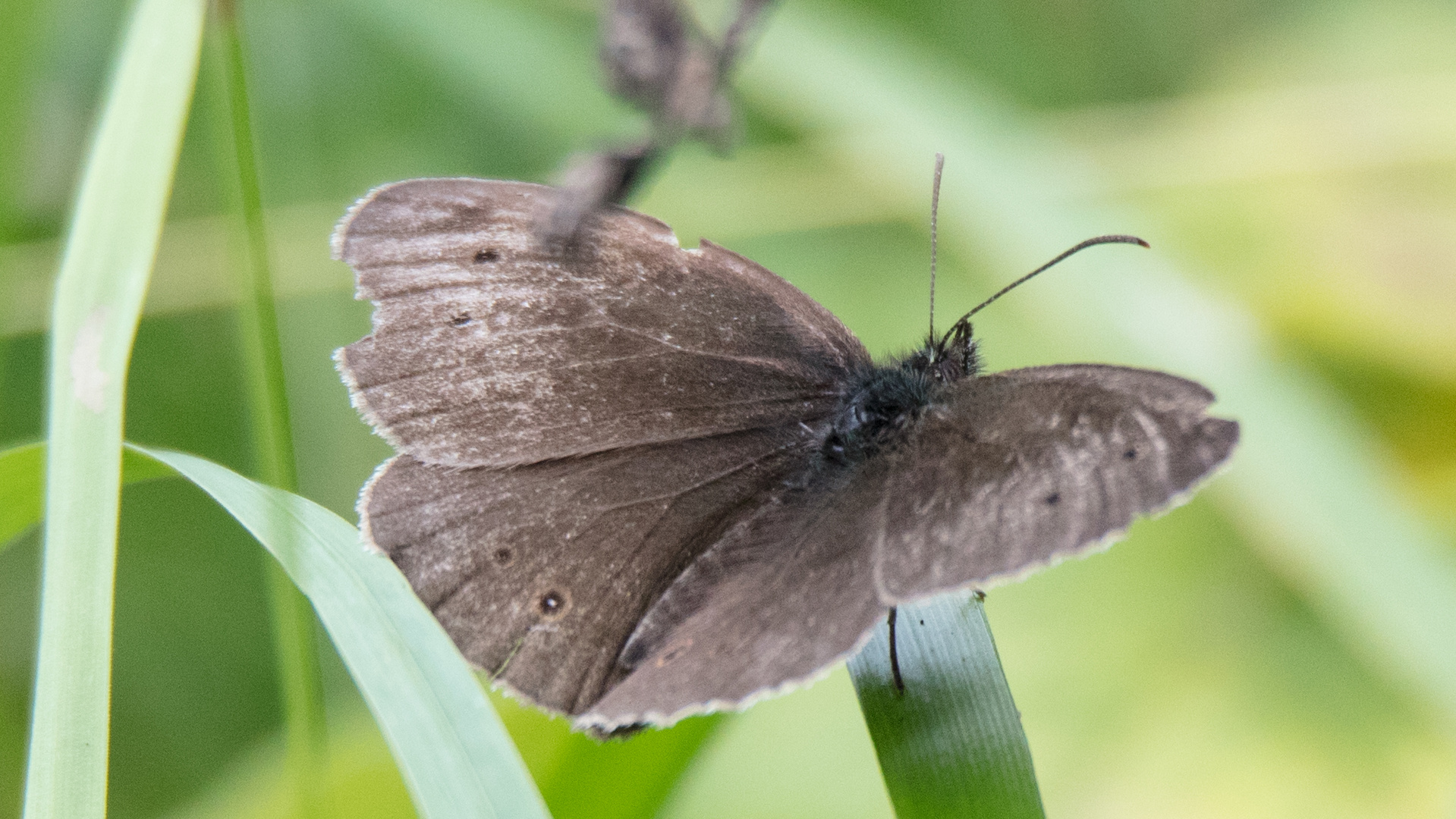 Selbst die Schmetterlinge